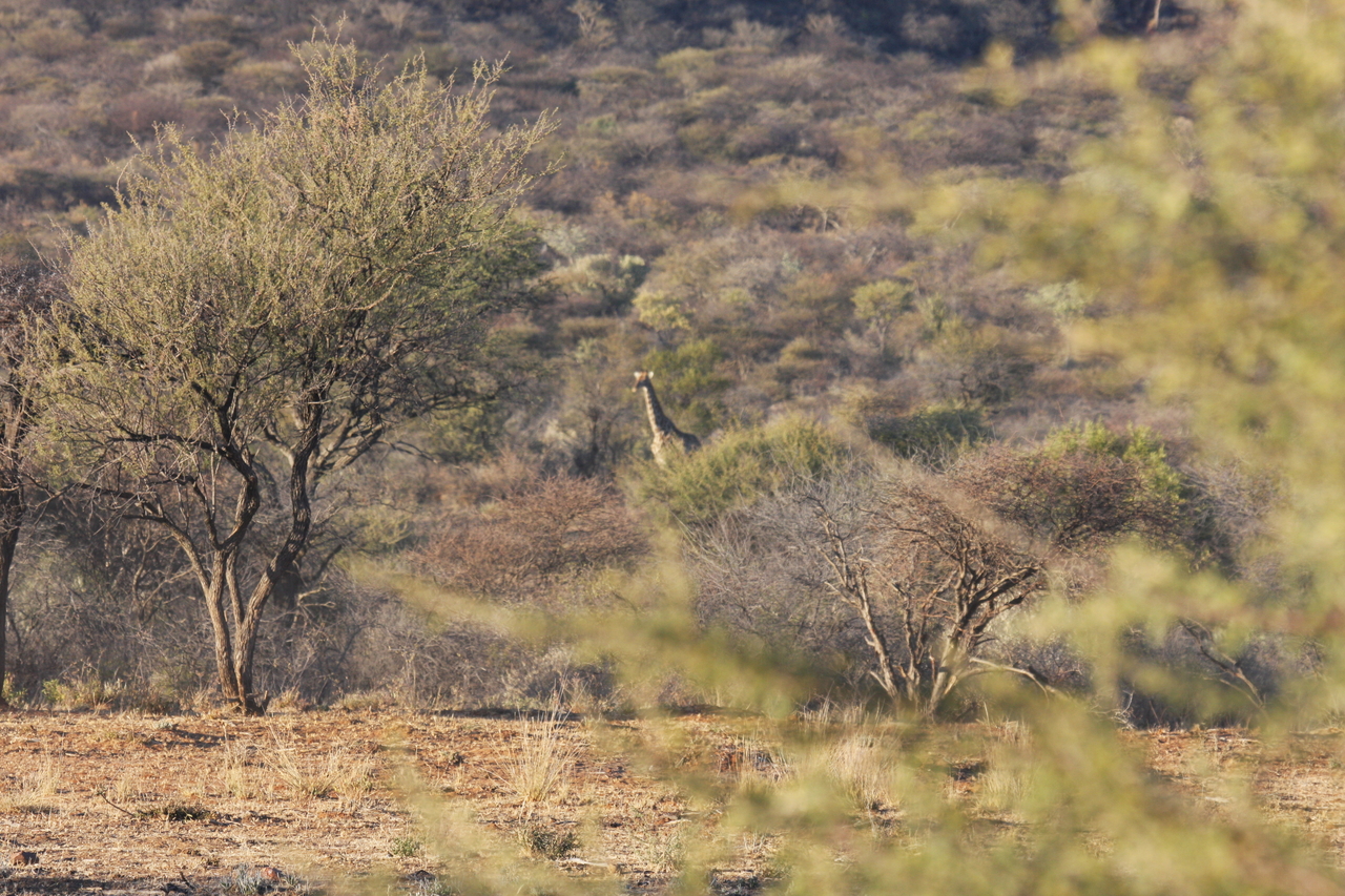 [519] 2016_06_22_02_09_12_Africa_Canon_EOS_40D_IMG__07469.jpg