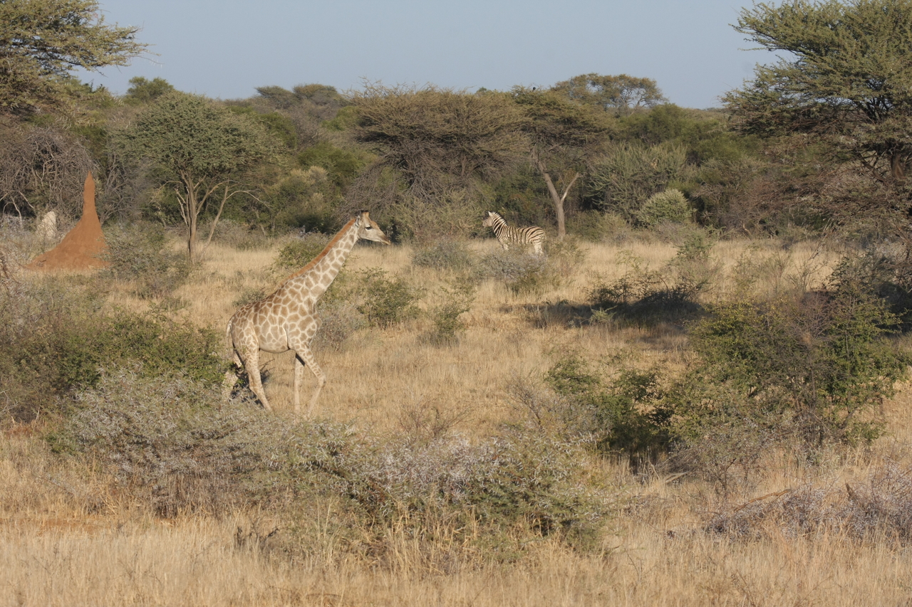 [552] 2016_06_22_02_15_24_Africa_Canon_EOS_40D_IMG__00033.jpg