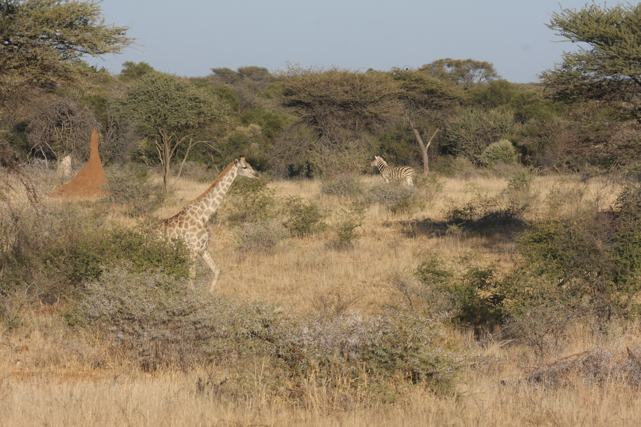 [553] 2016_06_22_02_15_24_Africa_Canon_EOS_40D_IMG__07479.jpg