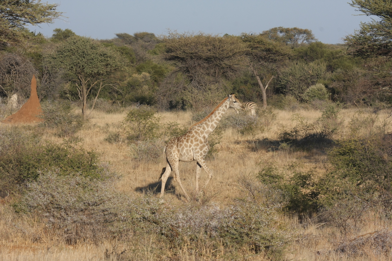 [555] 2016_06_22_02_15_26_Africa_Canon_EOS_40D_IMG__00015.jpg
