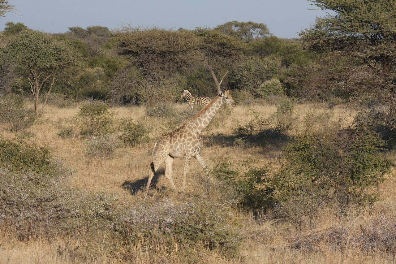 [560] 2016_06_22_02_15_27_Africa_Canon_EOS_40D_IMG__07482.jpg
