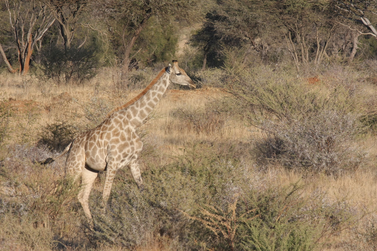 [565] 2016_06_22_02_15_40_Africa_Canon_EOS_40D_IMG__00019.jpg