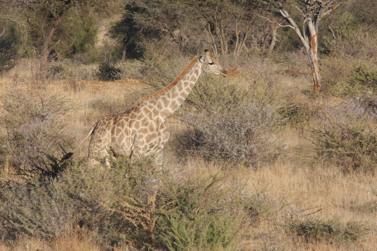 [575] 2016_06_22_02_15_42_Africa_Canon_EOS_40D_IMG__00040.jpg
