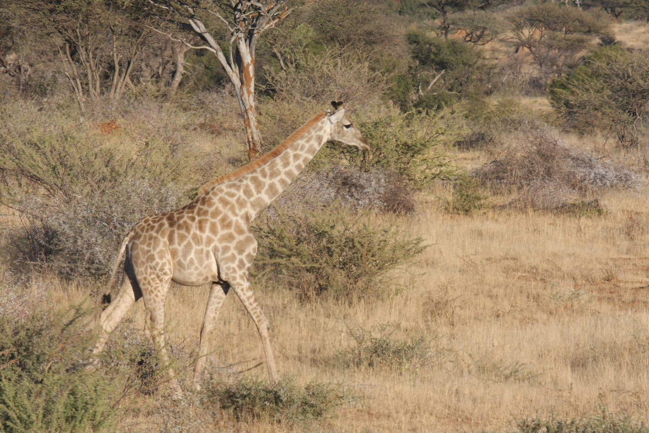 [581] 2016_06_22_02_15_44_Africa_Canon_EOS_40D_IMG__00042.jpg