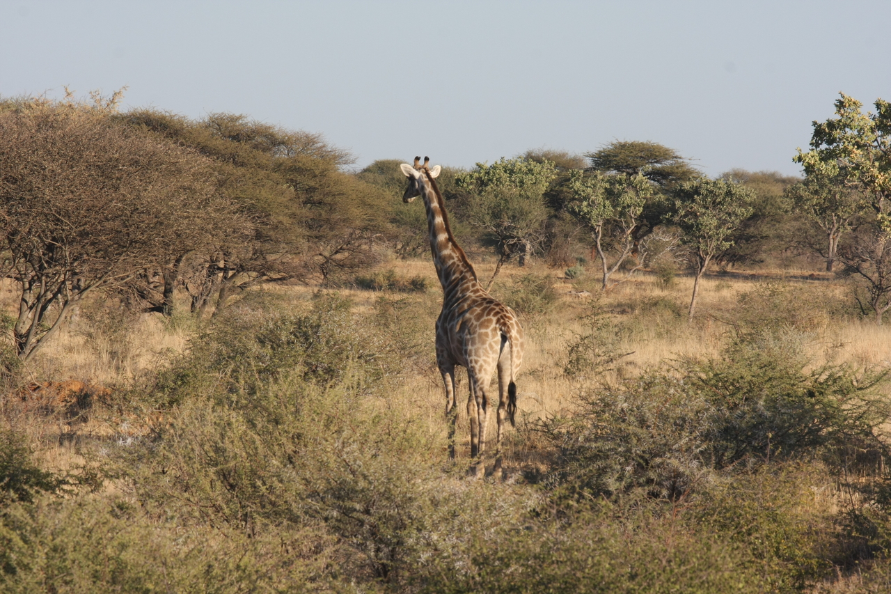 [586] 2016_06_22_02_15_55_Africa_Canon_EOS_40D_IMG__00044.jpg