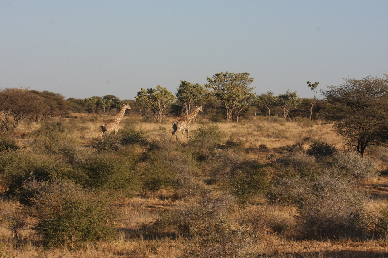 [591] 2016_06_22_02_16_26_Africa_Canon_EOS_40D_IMG__00045.jpg