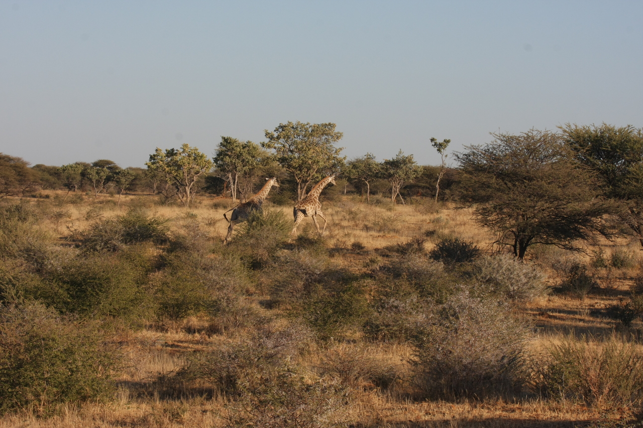 [594] 2016_06_22_02_16_27_Africa_Canon_EOS_40D_IMG__00028.jpg