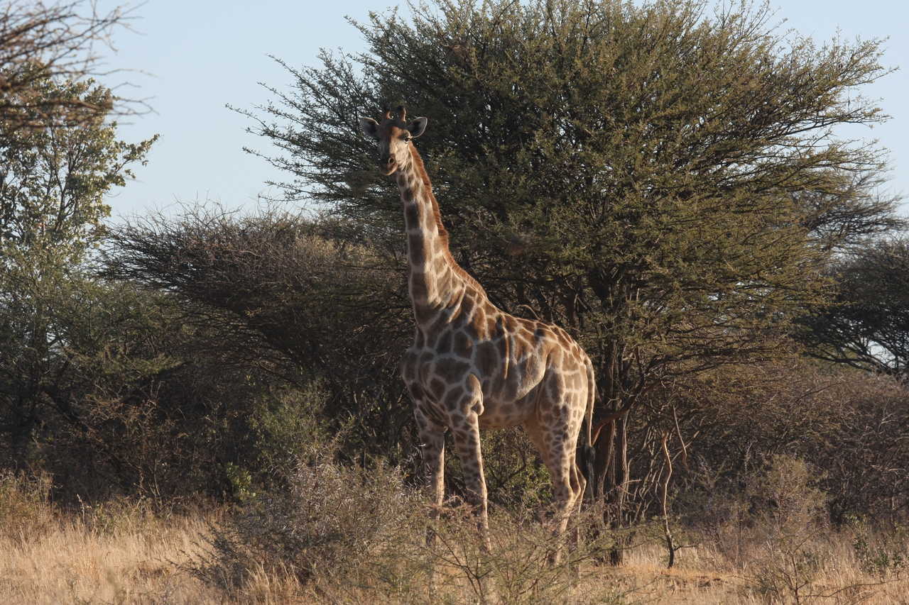 [629] 2016_06_22_02_17_52_Africa_Canon_EOS_40D_IMG__00058.jpg