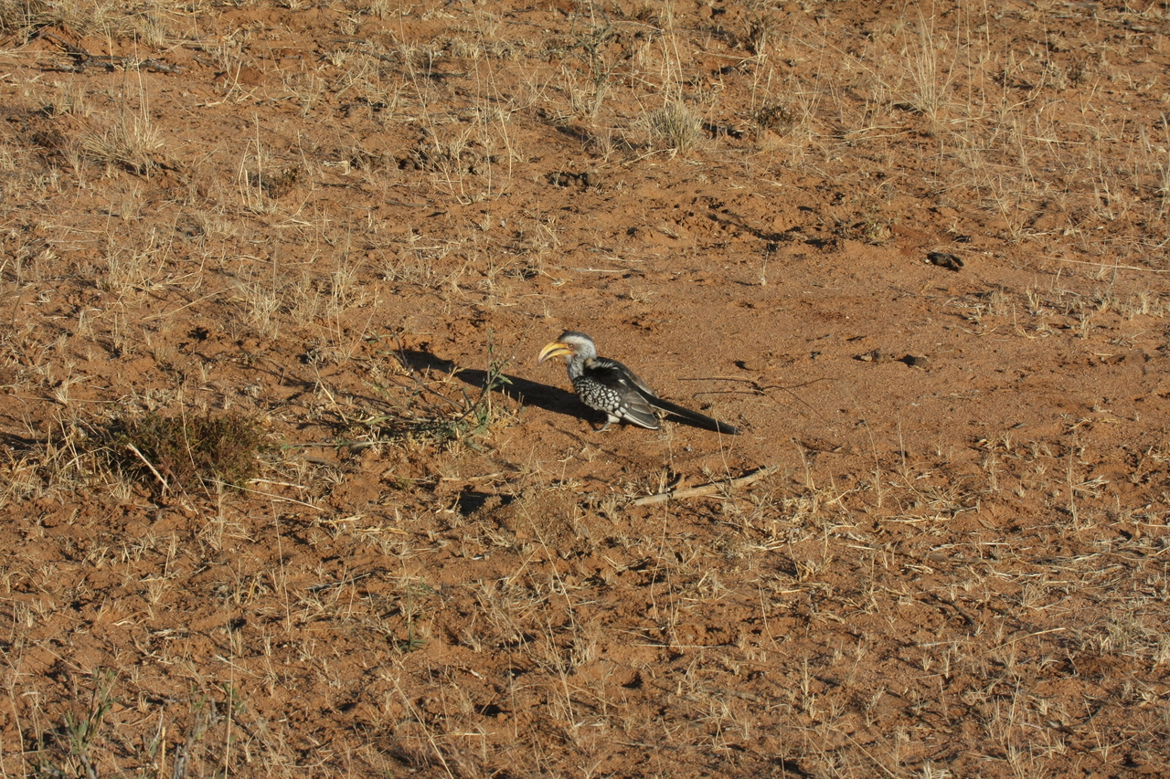 [656] 2016_06_22_02_25_34_Africa_Canon_EOS_40D_IMG__00065.jpg