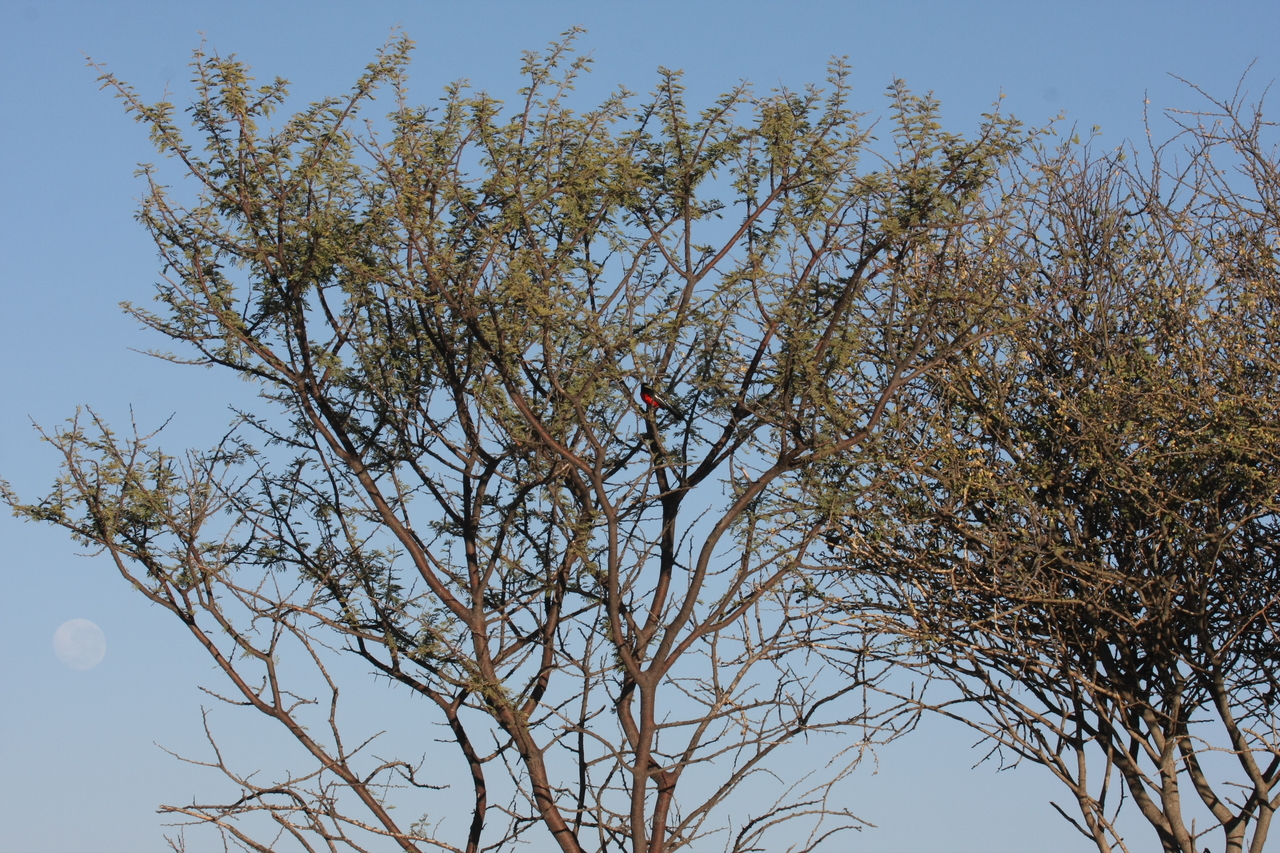 [663] 2016_06_22_02_25_41_Africa_Canon_EOS_40D_IMG__00067.jpg