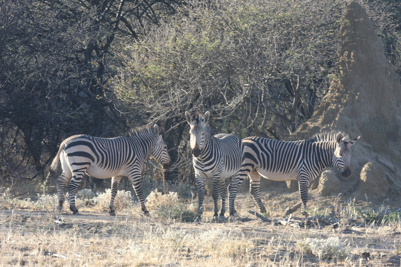 [688] 2016_06_22_02_32_38_Africa_Canon_EOS_40D_IMG__00069.jpg