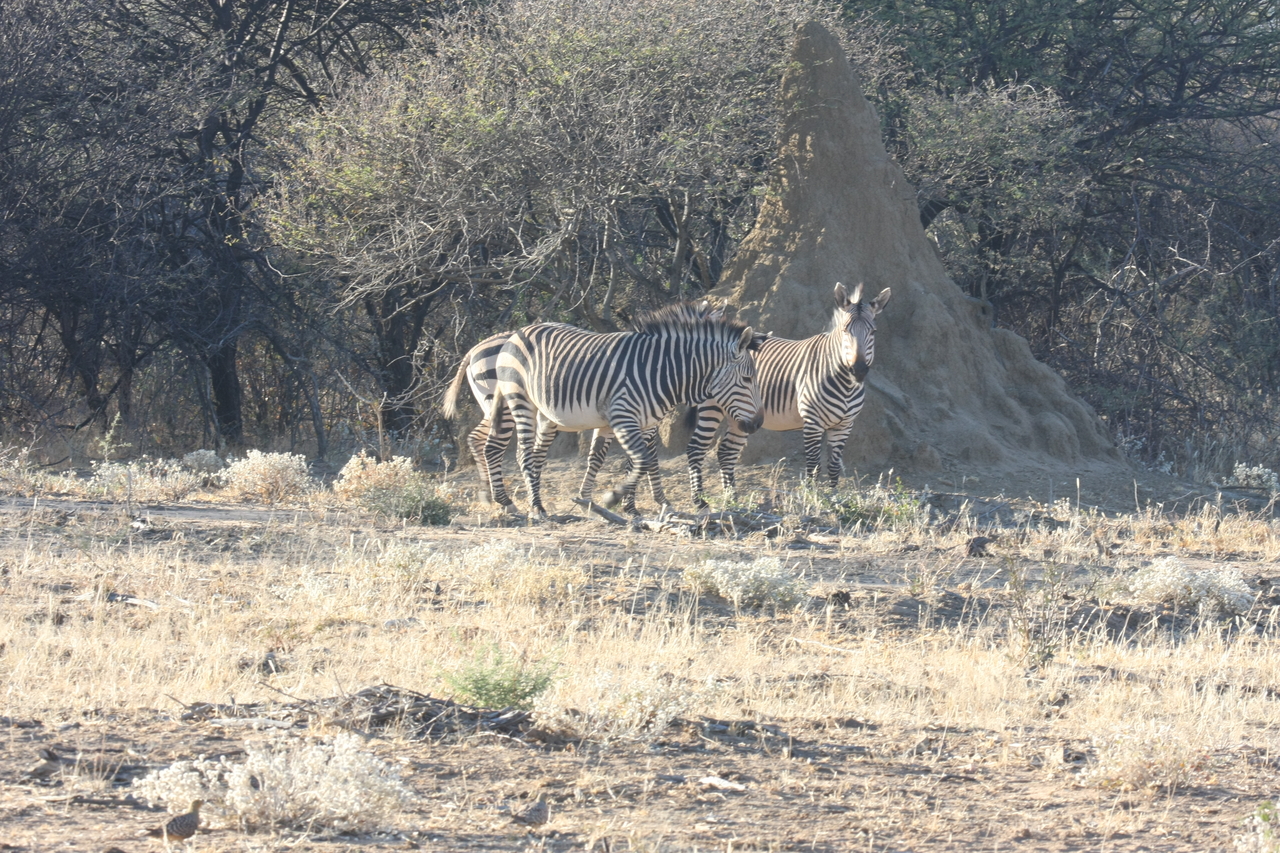 [692] 2016_06_22_02_32_40_Africa_Canon_EOS_40D_IMG__00052.jpg