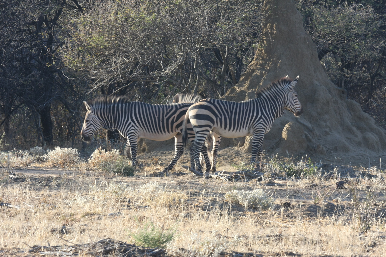 [706] 2016_06_22_02_32_50_Africa_Canon_EOS_40D_IMG__00075.jpg