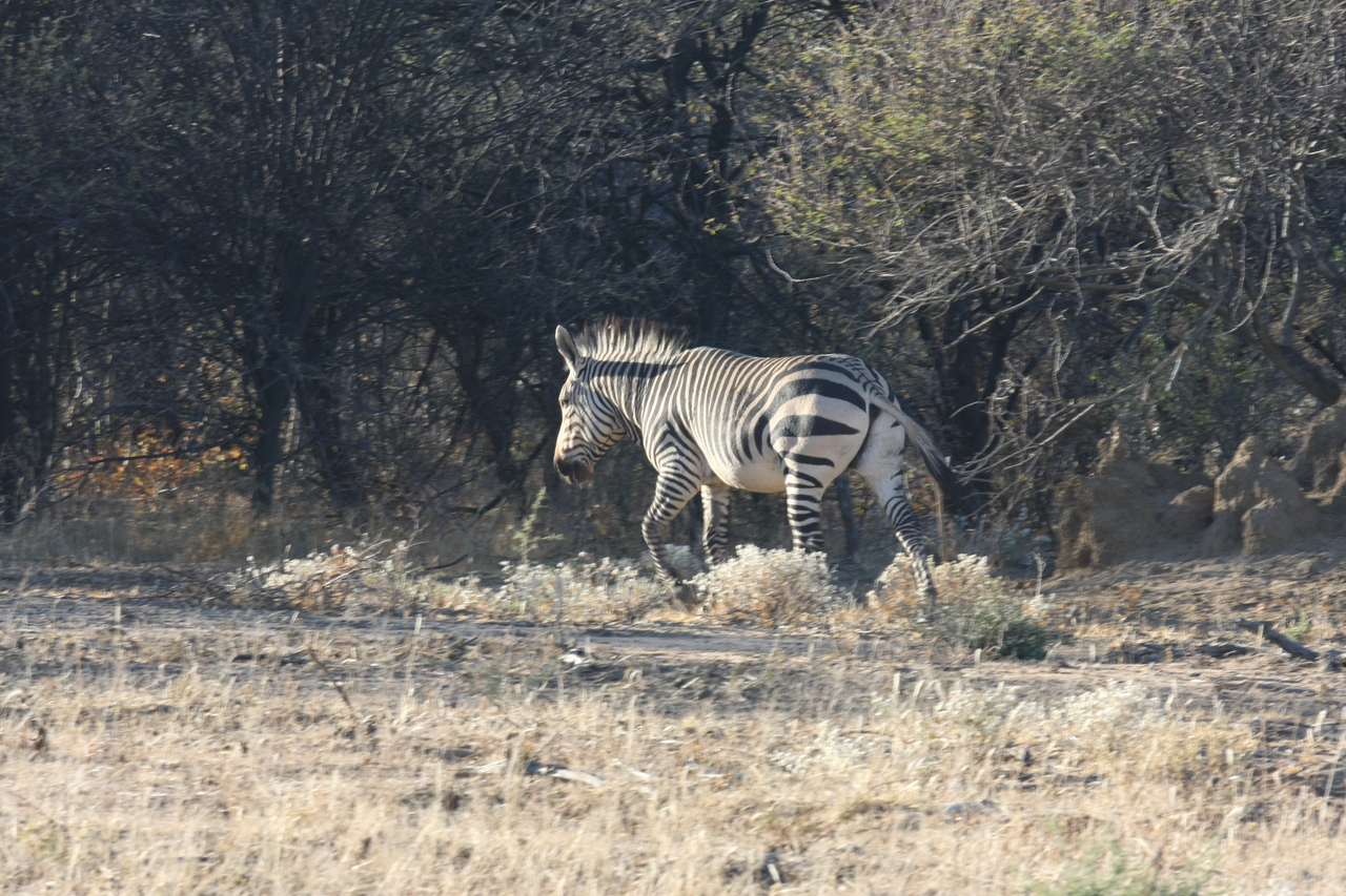 [720] 2016_06_22_02_33_02_Africa_Canon_EOS_40D_IMG__00080.jpg