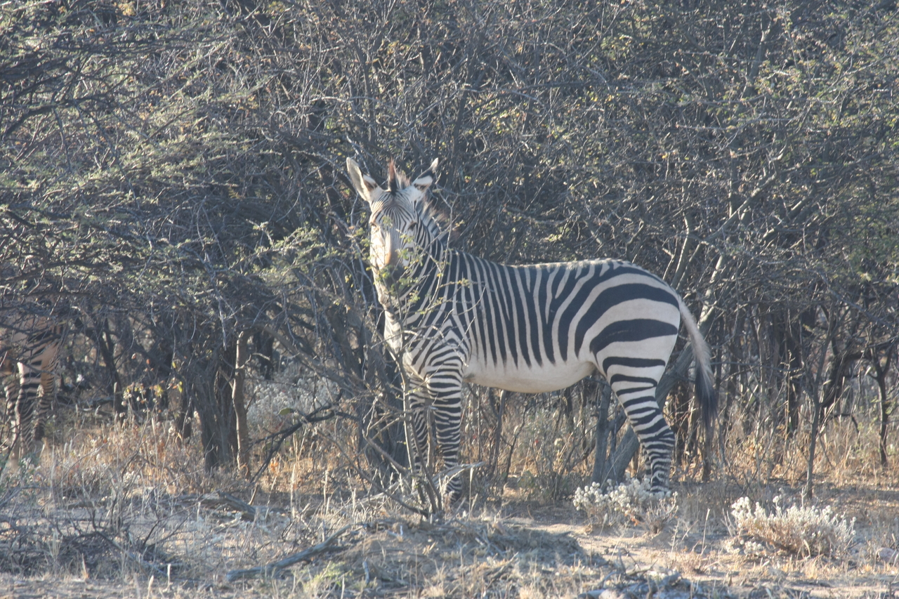 [722] 2016_06_22_02_33_15_Africa_Canon_EOS_40D_IMG__00062.jpg