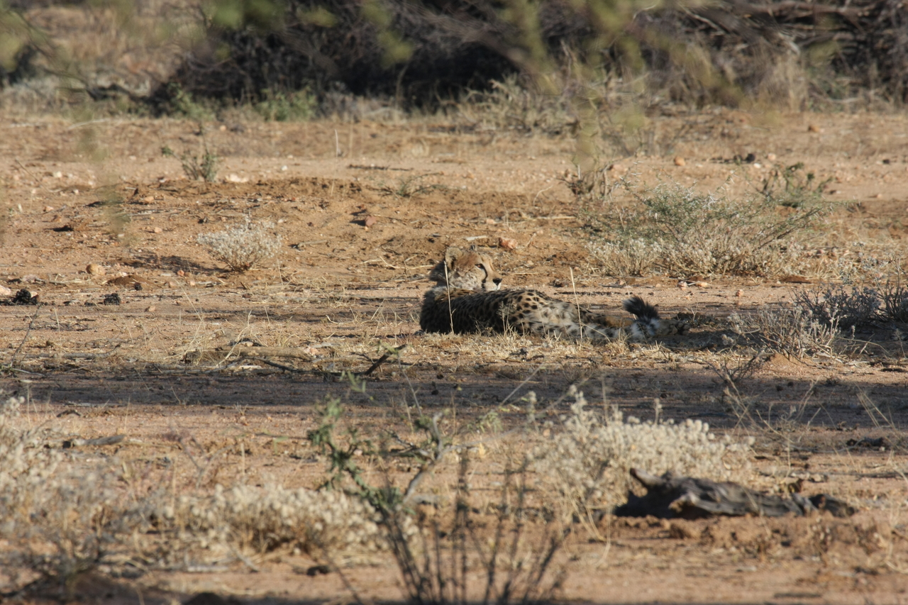 [737] 2016_06_22_02_43_16_Africa_Canon_EOS_40D_IMG__07531.jpg