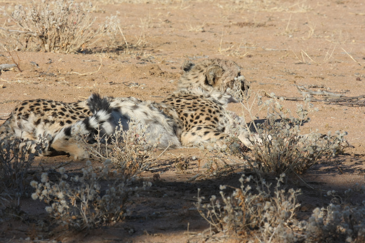 [889] 2016_06_22_02_47_41_Africa_Canon_EOS_40D_IMG__07583.jpg