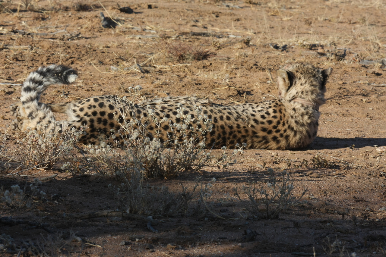 [890] 2016_06_22_02_48_01_Africa_Canon_EOS_40D_IMG__00118.jpg
