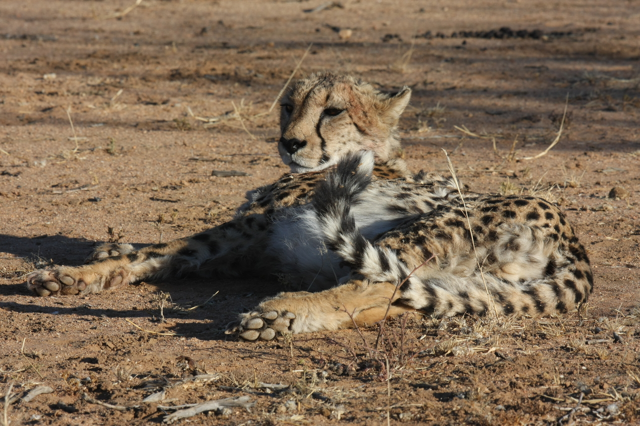 [943] 2016_06_22_02_49_18_Africa_Canon_EOS_40D_IMG__00150.jpg