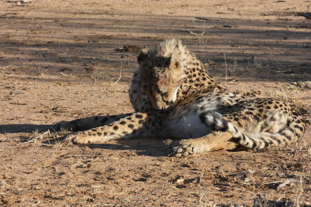 [949] 2016_06_22_02_49_36_Africa_Canon_EOS_40D_IMG__07599.jpg