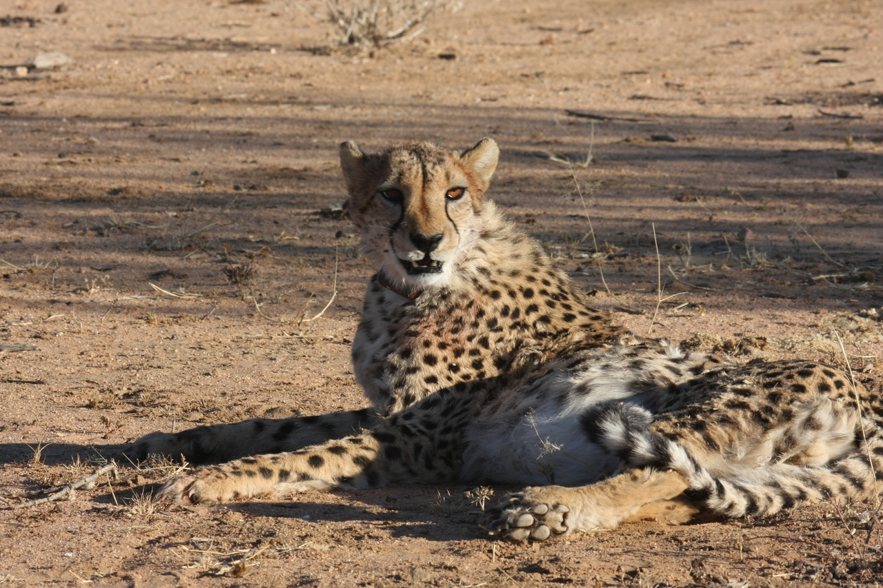 [960] 2016_06_22_02_49_56_Africa_Canon_EOS_40D_IMG__00156.jpg