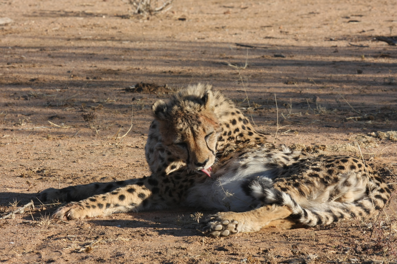 [976] 2016_06_22_02_50_02_Africa_Canon_EOS_40D_IMG__00161.jpg