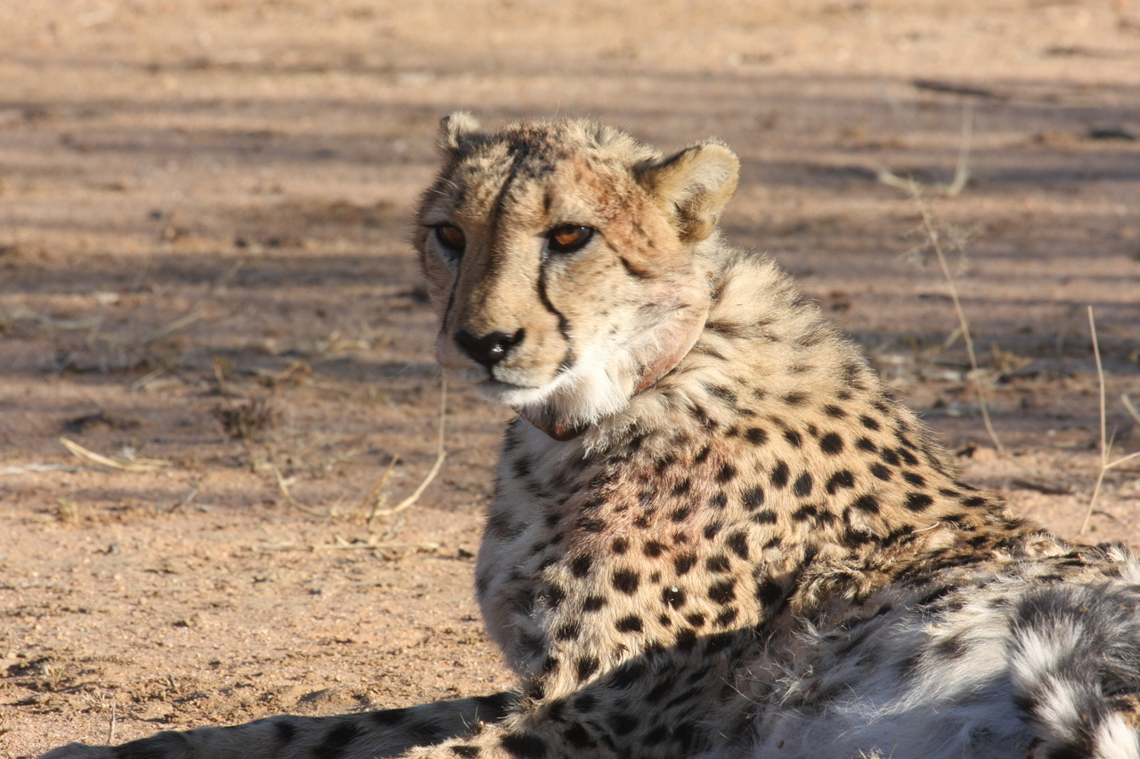 [987] 2016_06_22_02_50_15_Africa_Canon_EOS_40D_IMG__00165.jpg