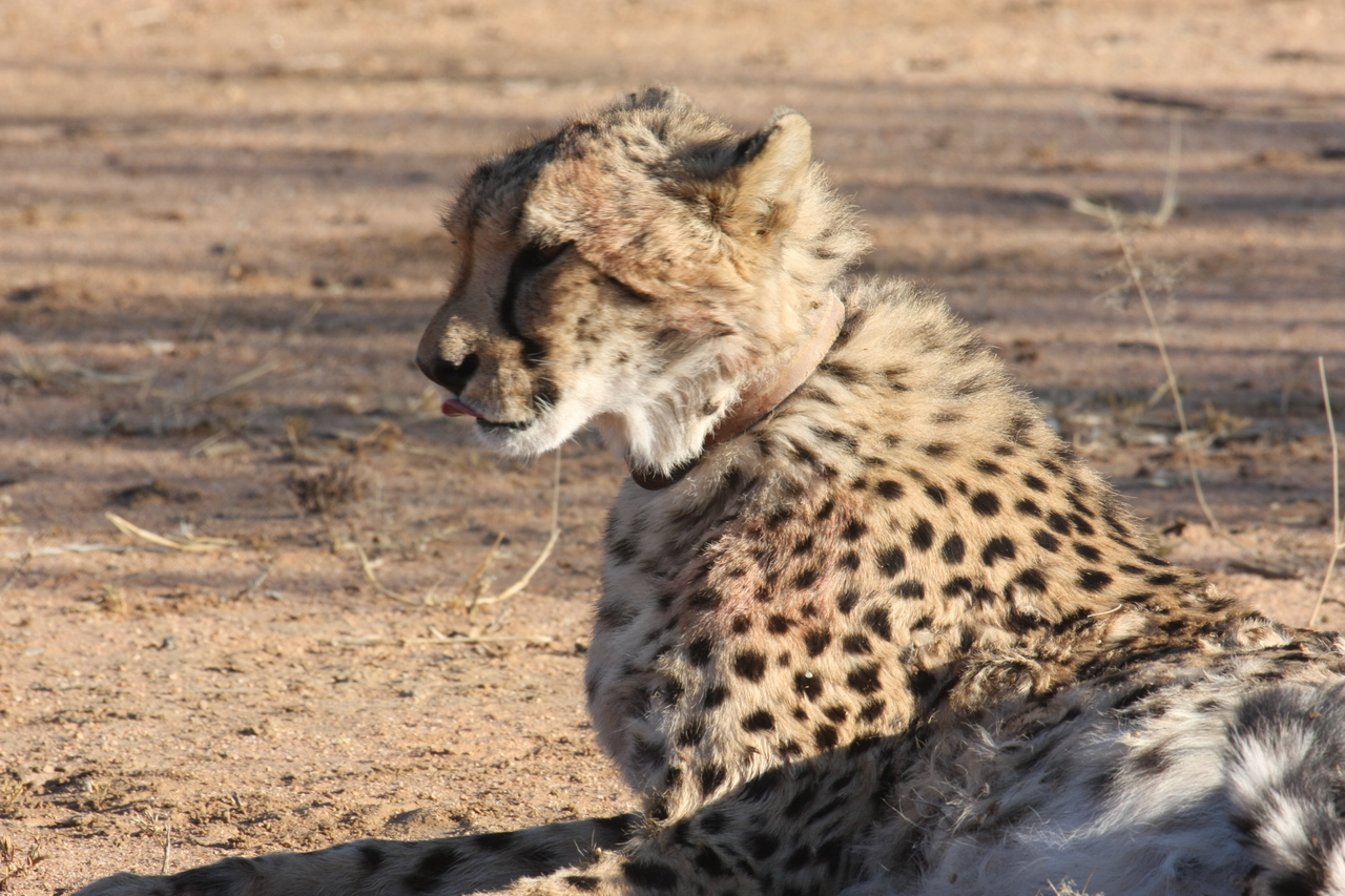 [989] 2016_06_22_02_50_15_Africa_Canon_EOS_40D_IMG__07611.jpg