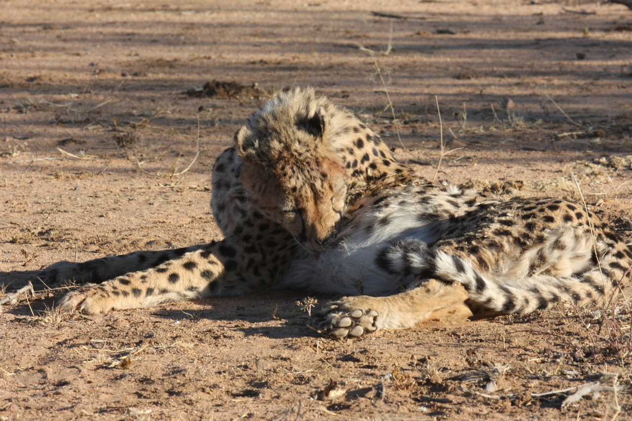 [1002] 2016_06_22_02_50_38_Africa_Canon_EOS_40D_IMG__00170.jpg