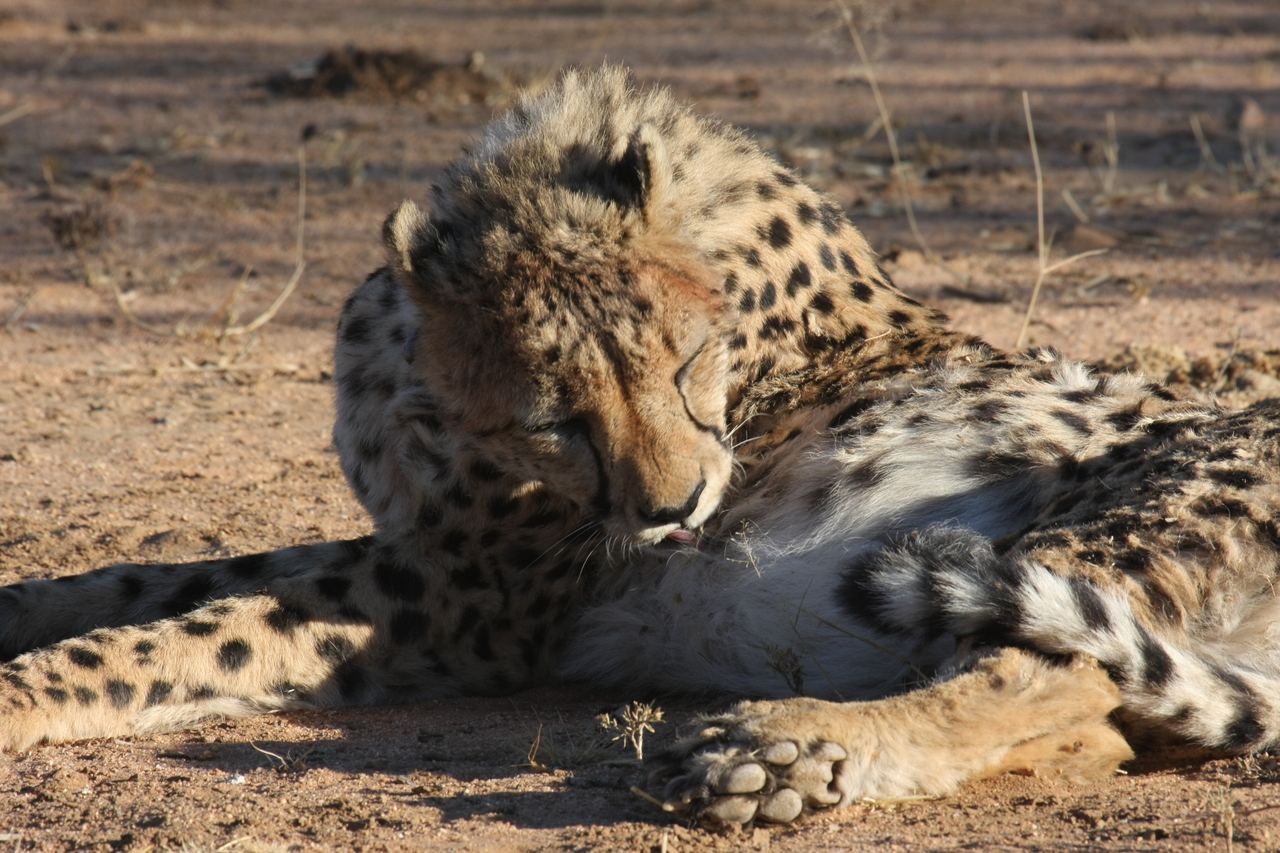 [1007] 2016_06_22_02_50_42_Africa_Canon_EOS_40D_IMG__00172.jpg