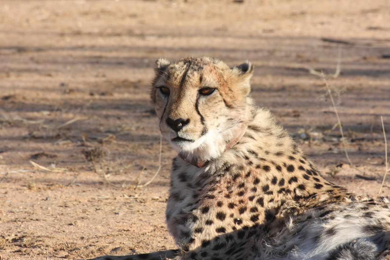 [1023] 2016_06_22_02_51_03_Africa_Canon_EOS_40D_IMG__00159.jpg