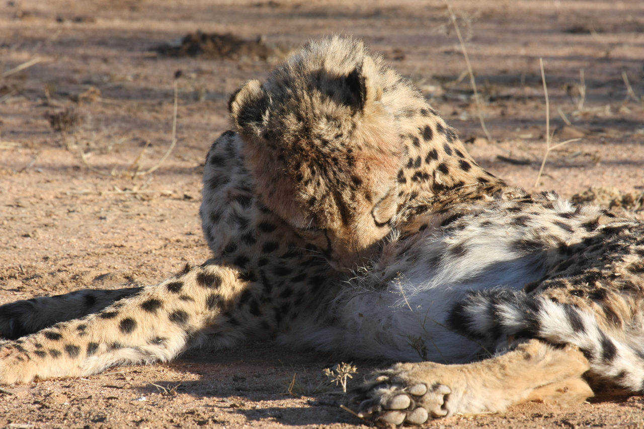 [1032] 2016_06_22_02_51_27_Africa_Canon_EOS_40D_IMG__00180.jpg