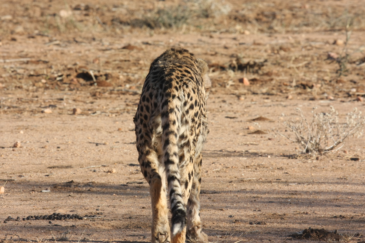 [1047] 2016_06_22_02_51_52_Africa_Canon_EOS_40D_IMG__00167.jpg