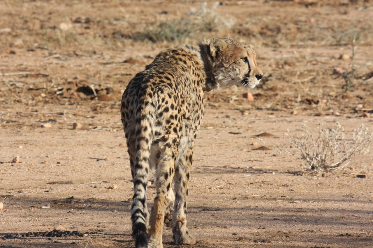 [1055] 2016_06_22_02_51_54_Africa_Canon_EOS_40D_IMG__00169.jpg
