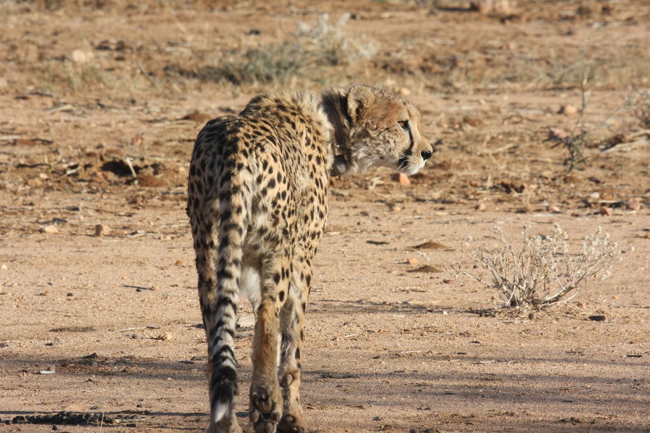 [1056] 2016_06_22_02_51_54_Africa_Canon_EOS_40D_IMG__00170.jpg