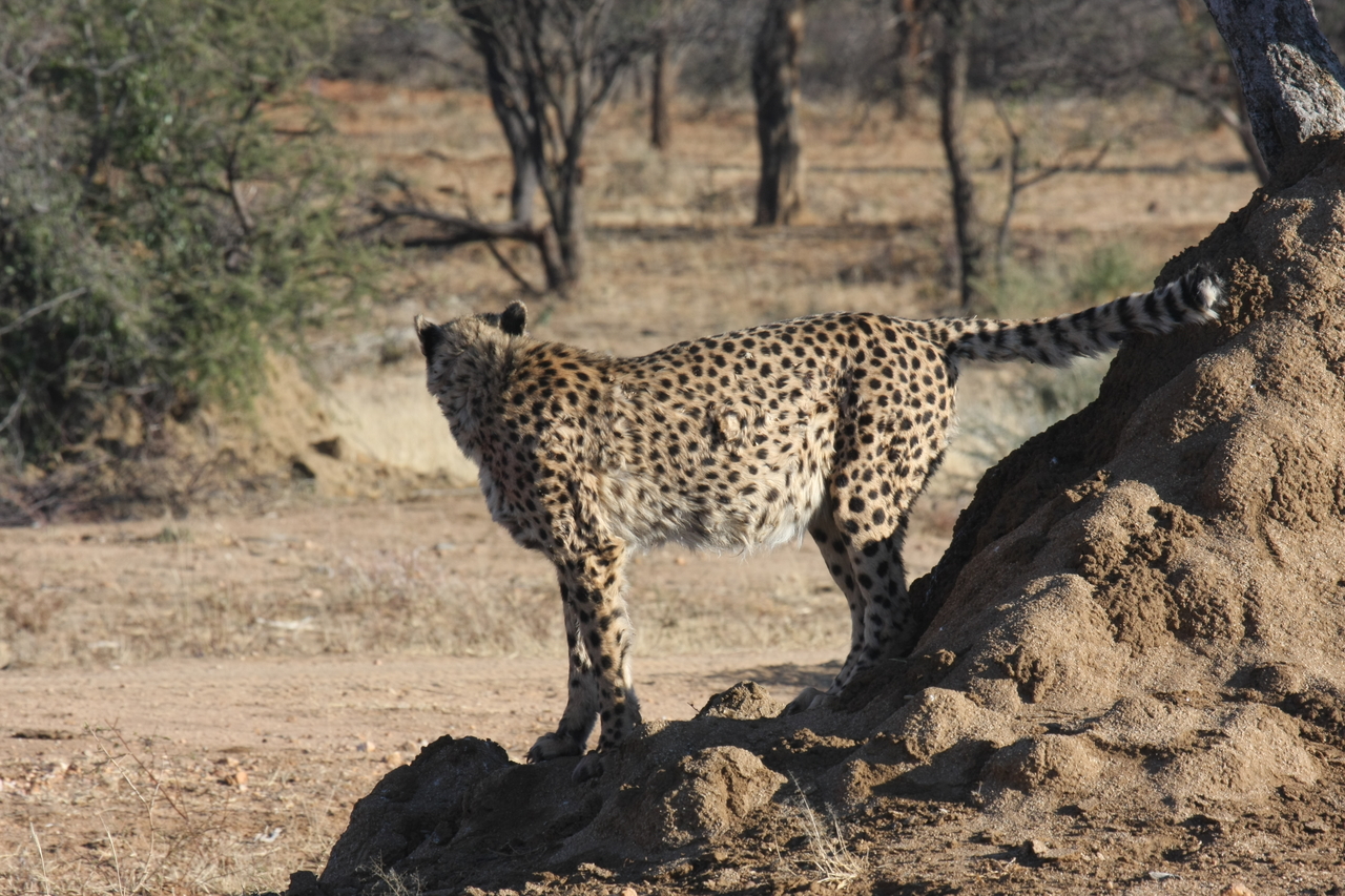 [1089] 2016_06_22_02_54_18_Africa_Canon_EOS_40D_IMG__00177.jpg