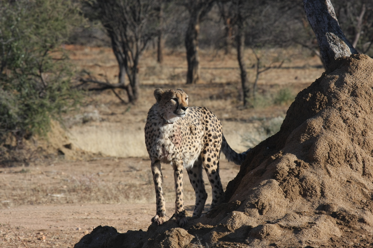 [1095] 2016_06_22_02_54_26_Africa_Canon_EOS_40D_IMG__00197.jpg
