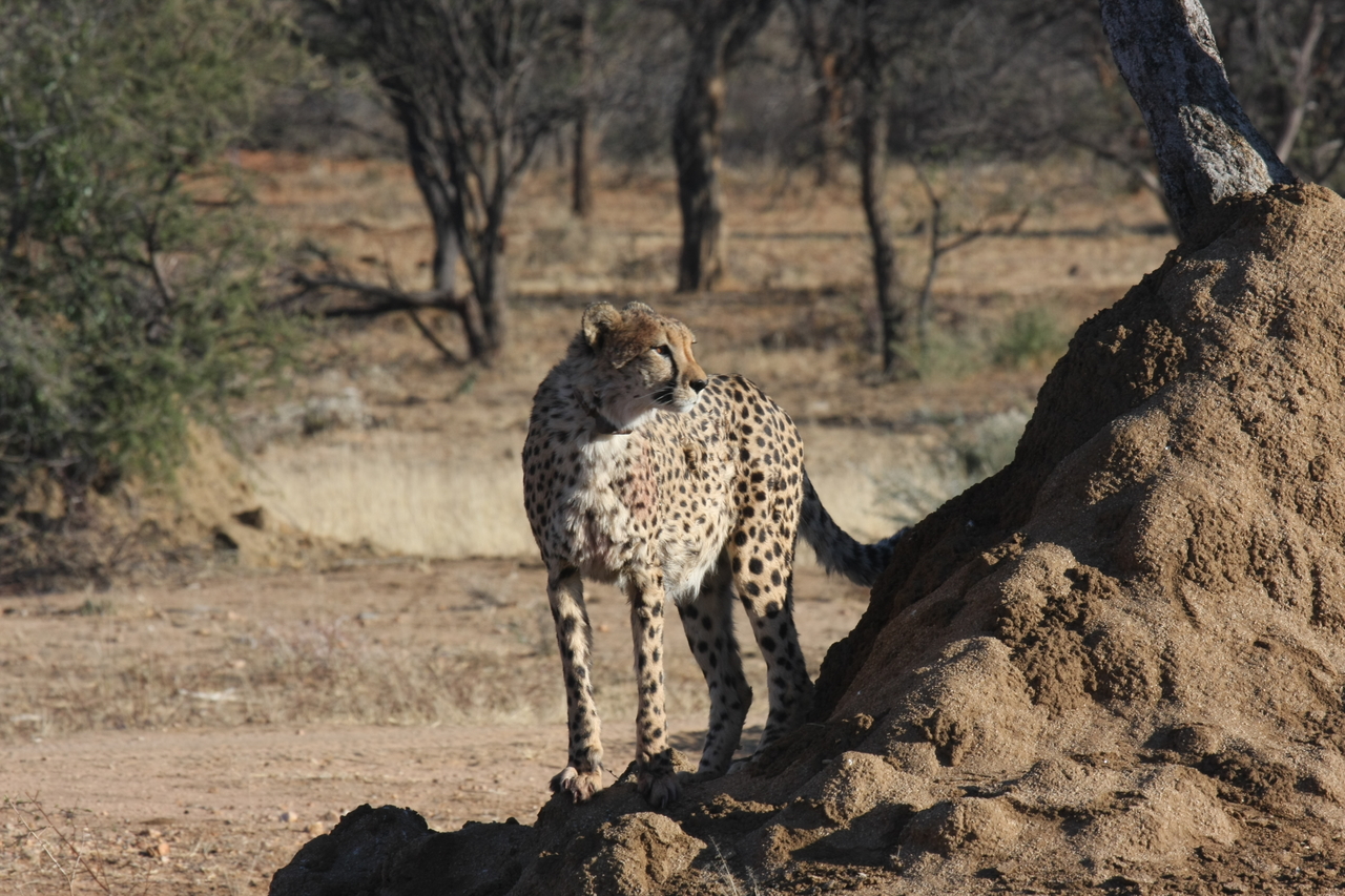 [1096] 2016_06_22_02_54_26_Africa_Canon_EOS_40D_IMG__00198.jpg