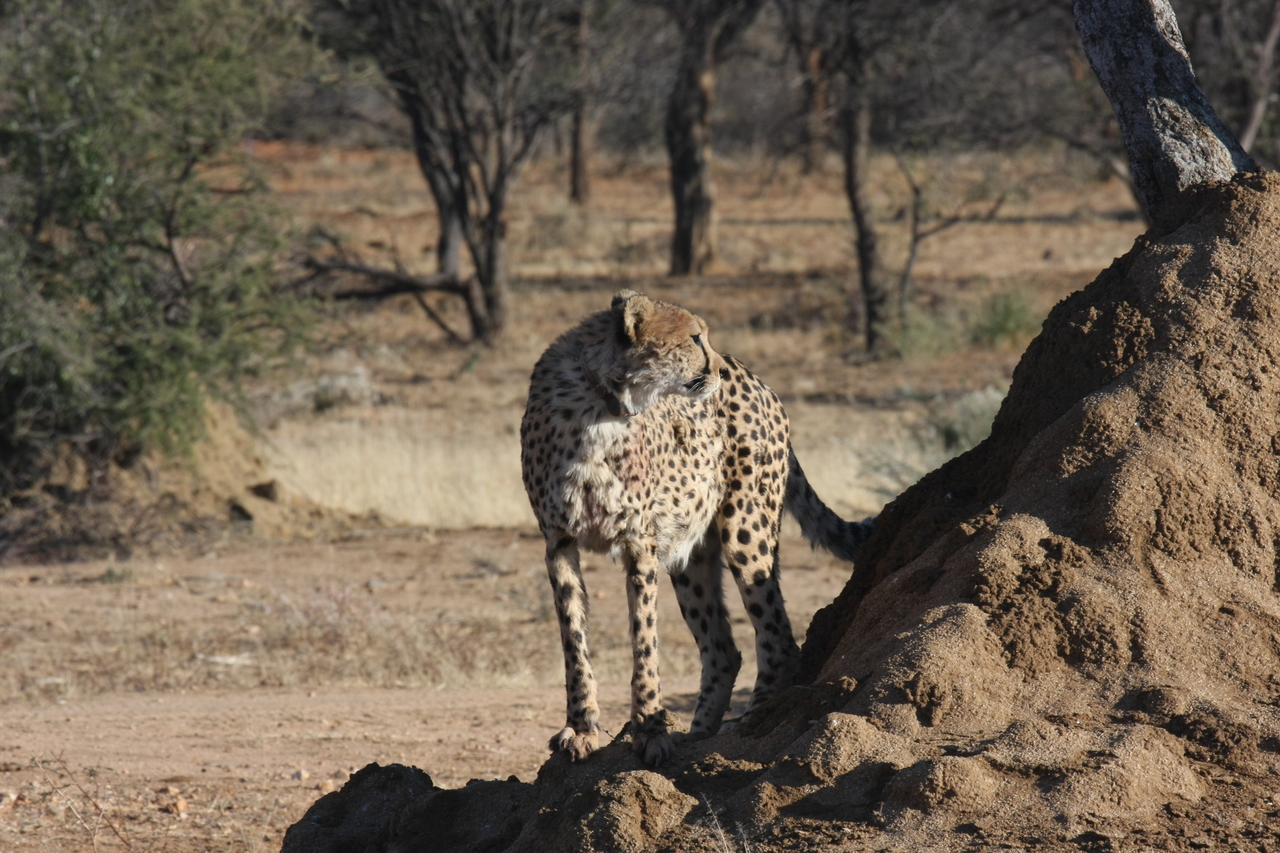 [1100] 2016_06_22_02_54_26_Africa_Canon_EOS_40D_IMG__07646.jpg