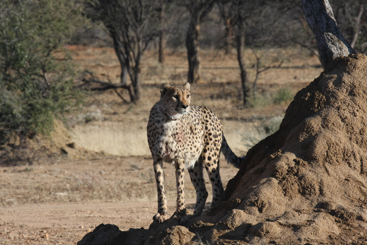 [1101] 2016_06_22_02_54_27_Africa_Canon_EOS_40D_IMG__00181.jpg