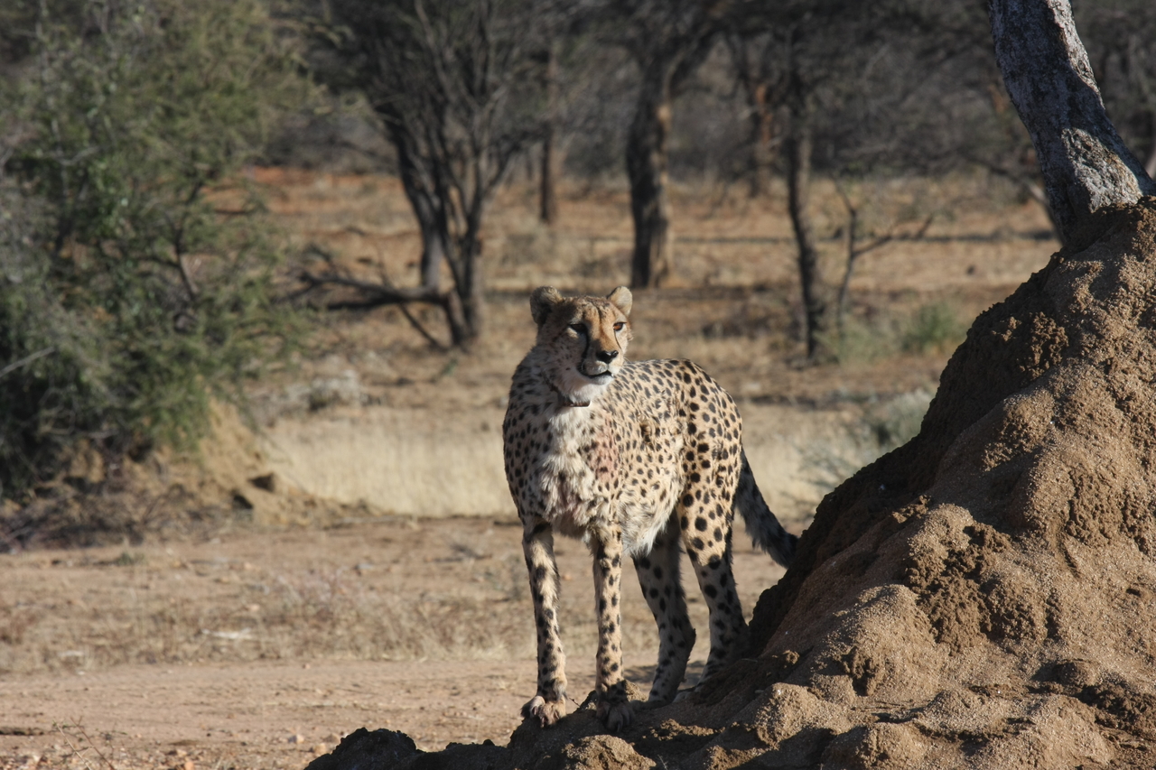 [1112] 2016_06_22_02_54_28_Africa_Canon_EOS_40D_IMG__07650.jpg