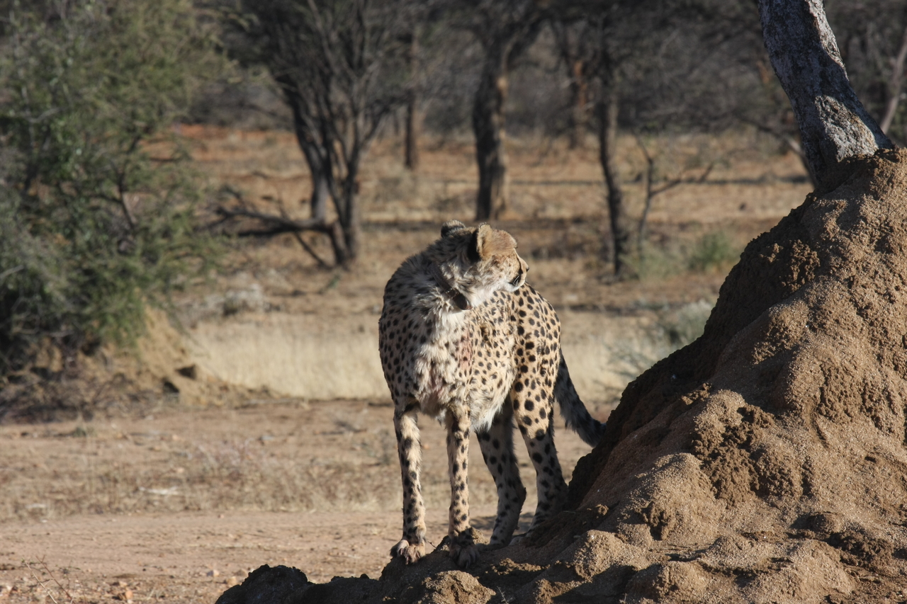 [1113] 2016_06_22_02_54_32_Africa_Canon_EOS_40D_IMG__00185.jpg