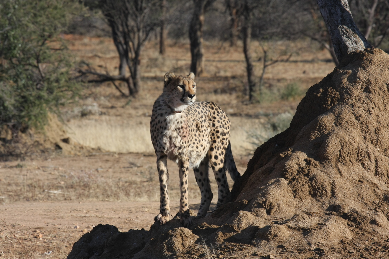 [1124] 2016_06_22_02_54_49_Africa_Canon_EOS_40D_IMG__07654.jpg