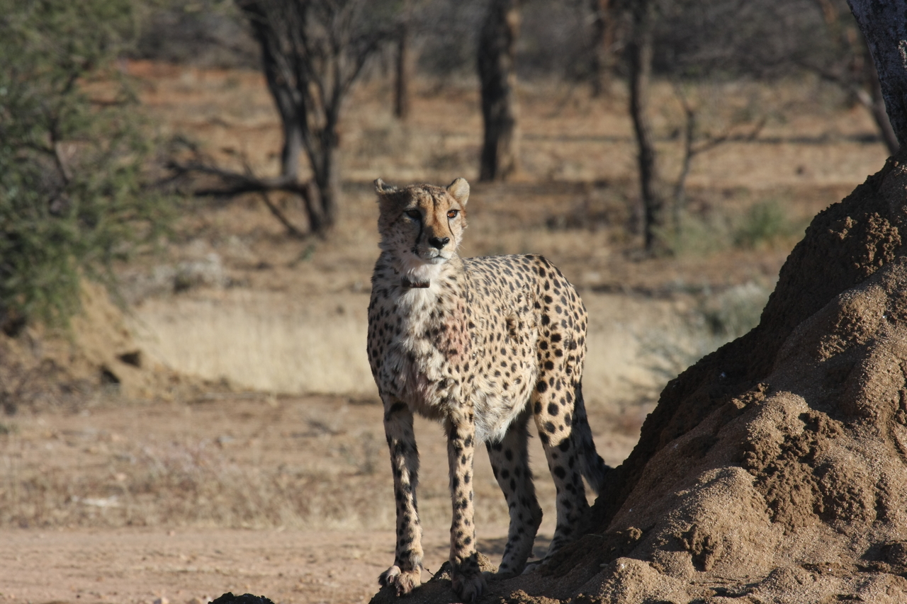 [1142] 2016_06_22_02_55_11_Africa_Canon_EOS_40D_IMG__00214.jpg