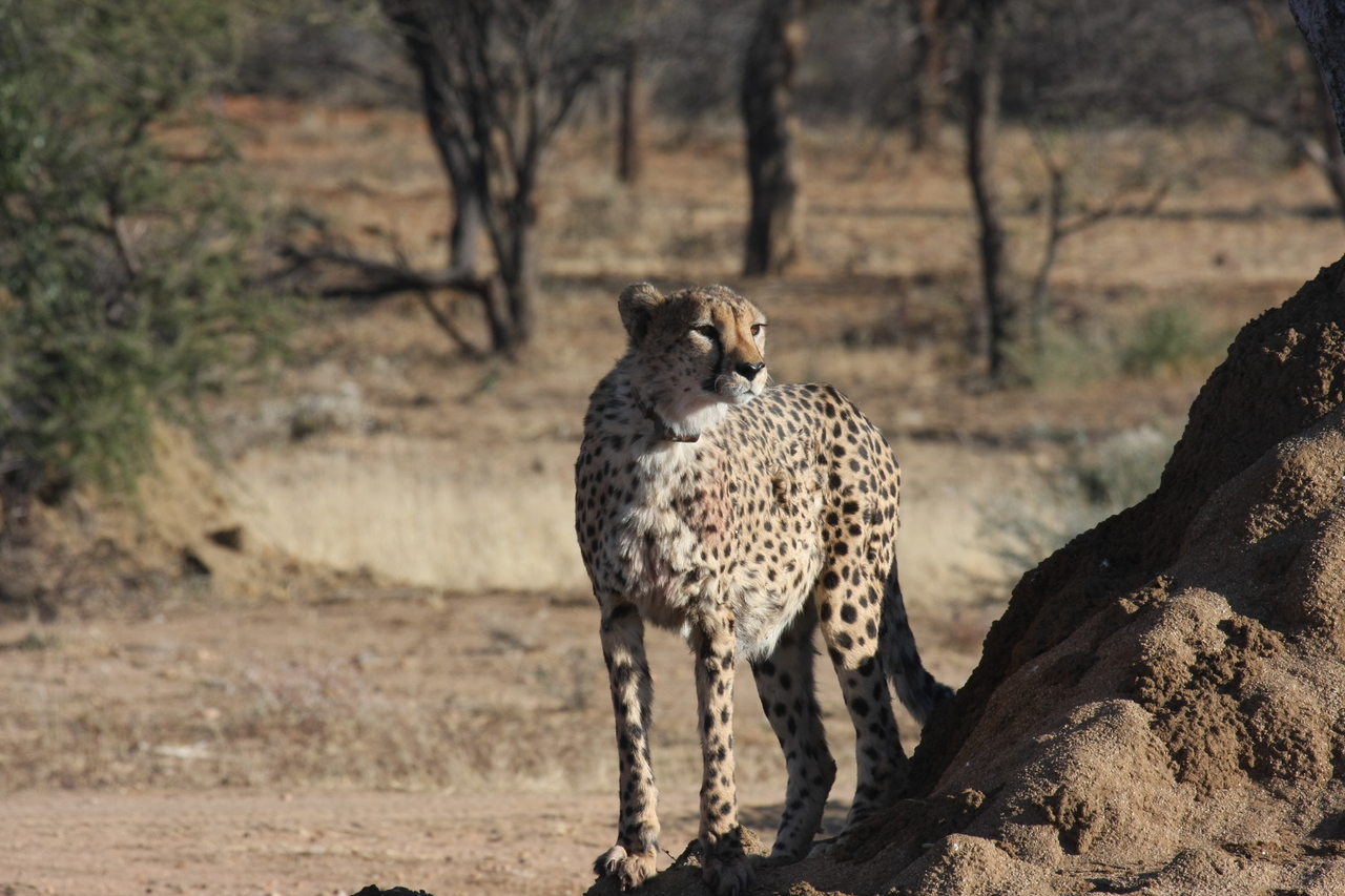 [1146] 2016_06_22_02_55_13_Africa_Canon_EOS_40D_IMG__00196.jpg