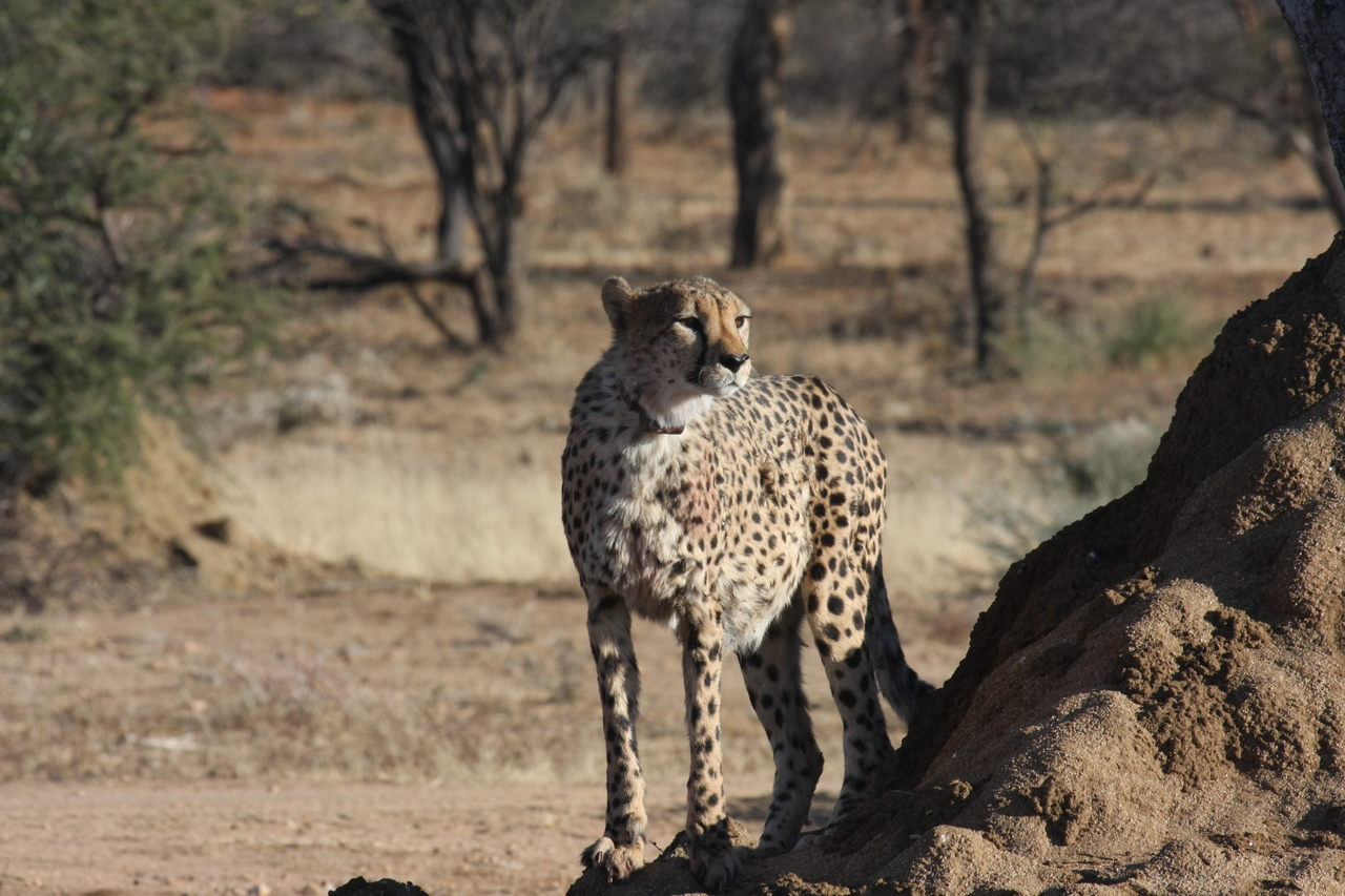 [1149] 2016_06_22_02_55_14_Africa_Canon_EOS_40D_IMG__00197.jpg