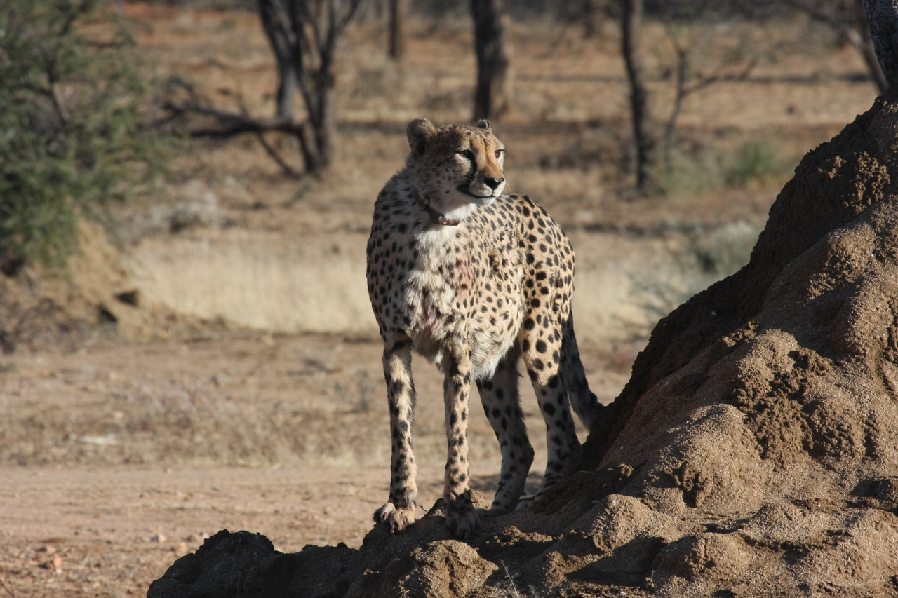 [1155] 2016_06_22_02_55_18_Africa_Canon_EOS_40D_IMG__00199.jpg