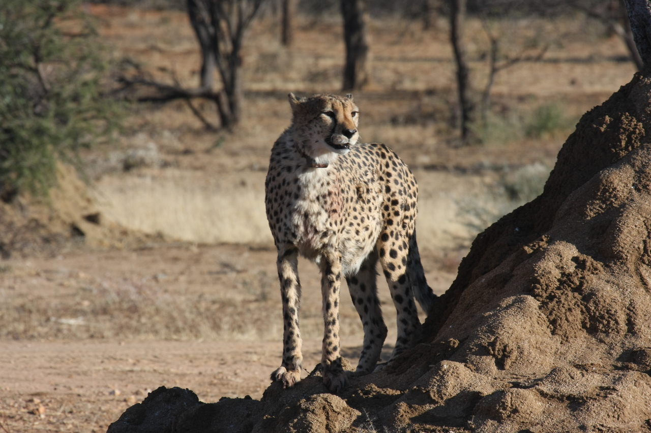 [1160] 2016_06_22_02_55_18_Africa_Canon_EOS_40D_IMG__07666.jpg