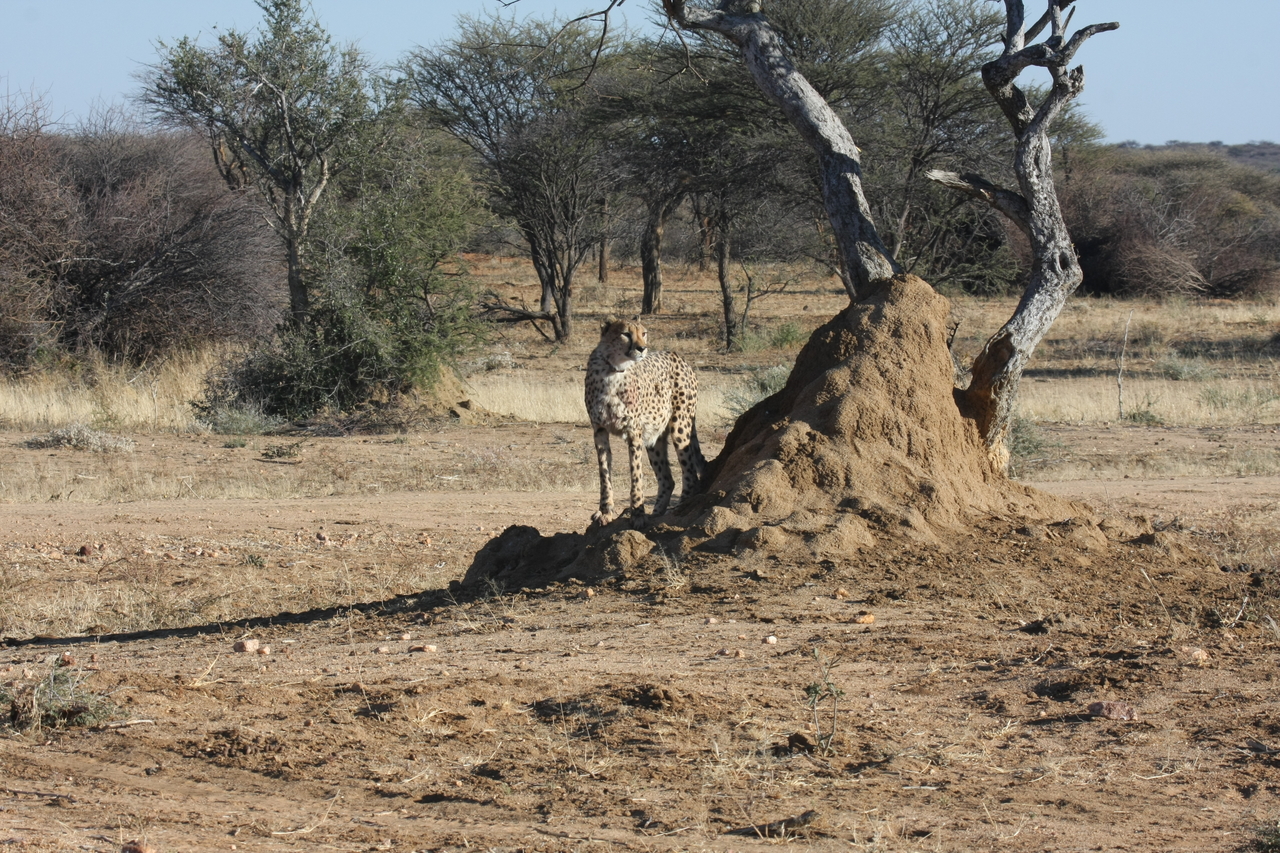[1173] 2016_06_22_02_55_39_Africa_Canon_EOS_40D_IMG__07669.jpg