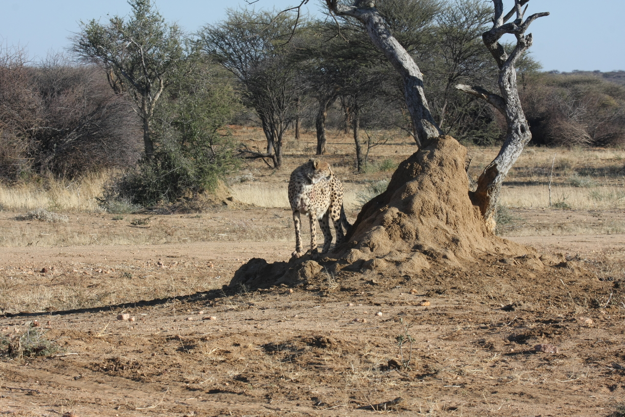 [1174] 2016_06_22_02_55_40_Africa_Canon_EOS_40D_IMG__00204.jpg